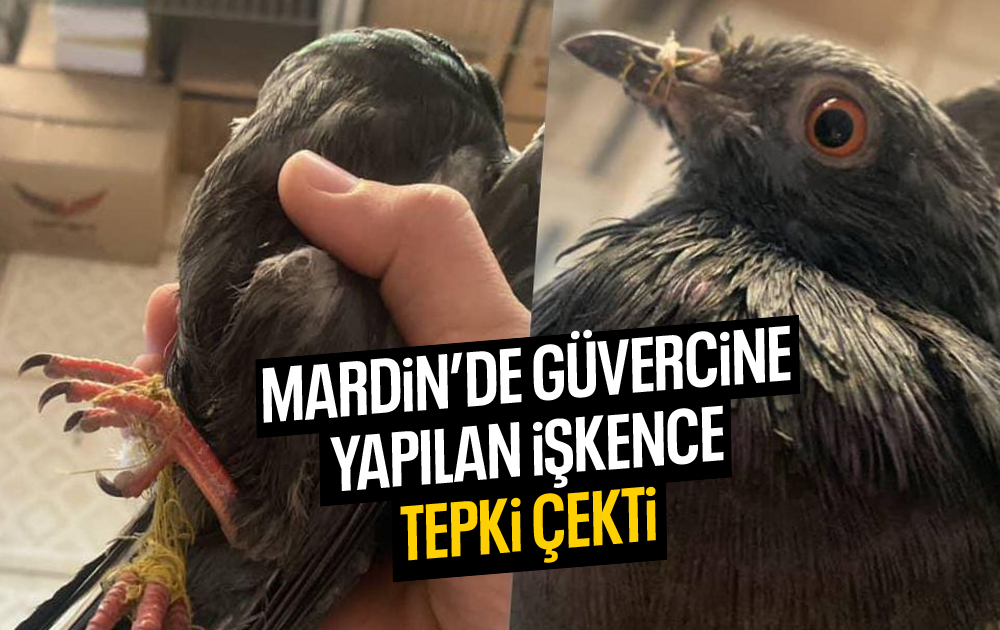 Mardin’de Güvercine Yapılan İşkence Tepki Çekti