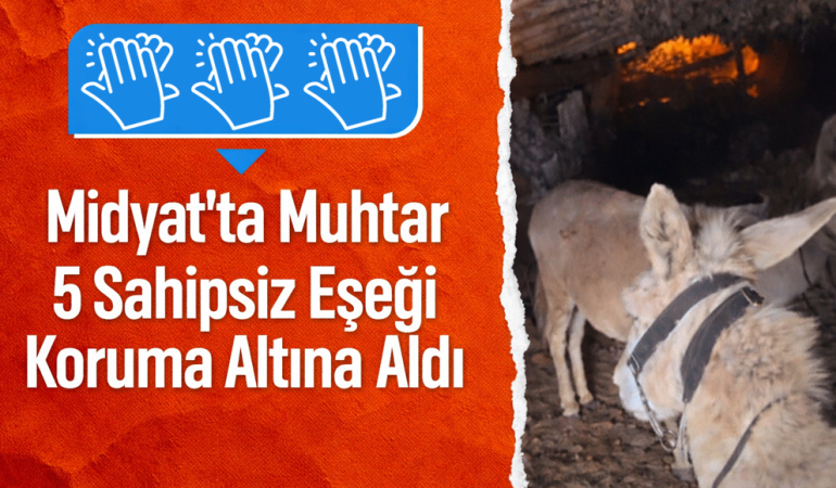 Midyat’ta Muhtar 5 Sahipsiz Eşeği Koruma Altına Aldı
