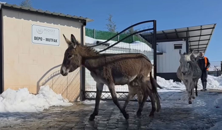 Midyat Belediyesi Terk Edilen Hayvanları Koruma Altına Aldı