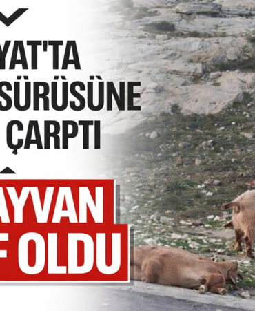 midyatta koyun sürüsüne çarptı